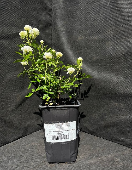 Роза почвопокровная Уайт Морсдаг